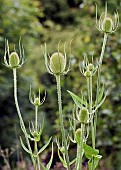 Dipsacus laciniatus Cut Leaf Teasel