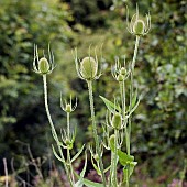 Dipsacus laciniatus Cut Leaf Teasel