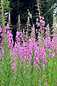 Epilobium angustifolium Rosebay Willowherb