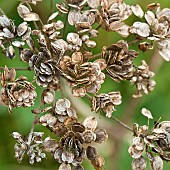 Seed head Giant Hogweed Wildflowers Hazel Slade Nature Reserve Cannock Chase AONB Staffordshire England UK