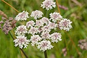 Giant Hogweed; Heracleum mantegazzianum