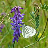 Vicia Cracca Blue Tufted Vetch