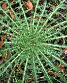 Spear thistle Cirsium vulgare on Cannock Chase an Area of Outstanding Natural Beauty Staffordshire England