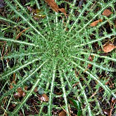 Spear thistle Cirsium vulgare on Cannock Chase an Area of Outstanding Natural Beauty Staffordshire England