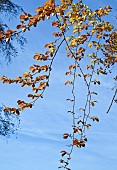 Golden pendant branches of a mature Beech tree