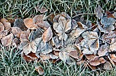 Frost covered leaves on Cannock Chase in Winter