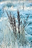 Frost covered heath with Dock plant seed heads on Cannock Chase in Winter