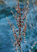 Frost covered Dock plants on Cannock Chase in Winter
