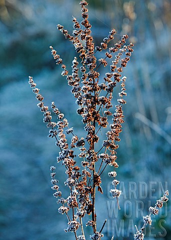 Frost_covered_Dock_plants_on_Cannock_Chase_in_Winter