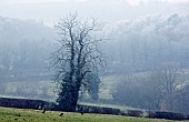 Rural scene on Cannock Chase Area of Outstanding Natural Beauty in winter