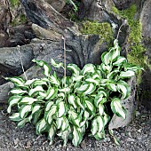 Tree stump with Hosta White Elephant