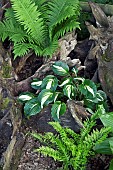 Tree stump containing Hosta Midnight at the Oasis