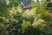 Aruncus dioicus