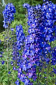 Delphinium Cristella