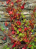 Geranium robertianum Herb Robert