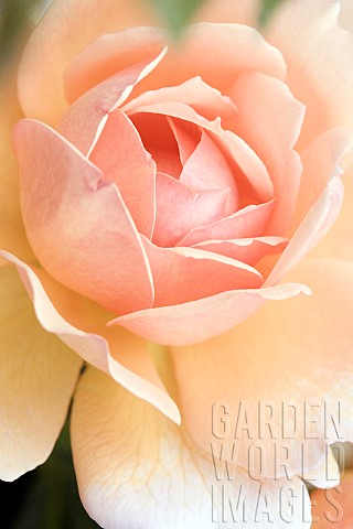 Floral_minimalist_semi_abstract_close_up_selective_and_soft_focus_image_of_a_peach_coloured_Rose_blo
