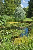 Garden view pond with water lily lawns and mature trees