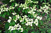 Cornus kousa var. chinensis Chinese Dogwood