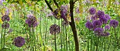 Allium Purple Sensation