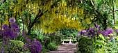 Laburnum arch Laburnocytisus Adamii x watereri Vossii