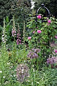 Rose Obelisk with Climbing Roses, Foxglove and Alliums