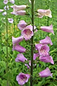 Digitalis purpurea Hybrid Foxgloves Dalmation Purple