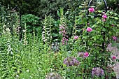 Rose Obelisk with Climbing Roses, Foxglove and Alliums