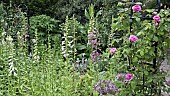 Rose Obelisk with Climbing Roses, Foxglove and Alliums