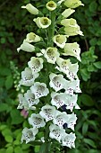 Digitalis purpurea Hybrid Foxgloves Snowy Mountain striking white with delicate purple spots inside at the Dorothy Clive Garden Staffordshire