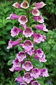 Digitalis purpurea Hybrid Foxgloves Dalmation Purple