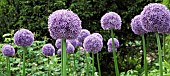 Allium christophii Globemasterong