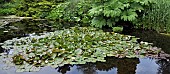 Pond with massed water lillies