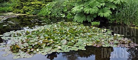 Pond_with_massed_water_lillies