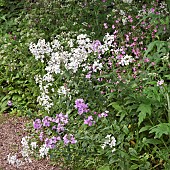 Hesperis matronalis Sweet Rocket Damask Violet