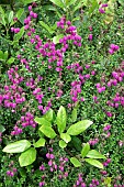 Daboecia cantabrica Purpurea