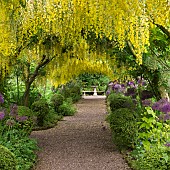 Laburnum arch Laburnocytisus Adamii x Watereri Vossii underplanted with Box Balls and Alliums in early summer at Dorothy Clive Garden Staffordshire