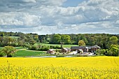 Views to open countryside field of bright yellow rapeseed