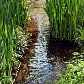 Stream from waterfall with water loving plants