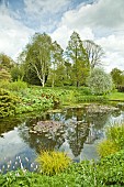 View of pond area mature trees and shrubs with grasses and lily pads and water loving plants