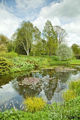 View_of_pond_area_mature_trees_and_shrubs_with_grasses_and_lily_pads_and_water_loving_plants