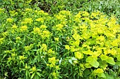 Euphorbia polychroma