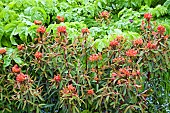 Euphorbia griffithi Fireglow