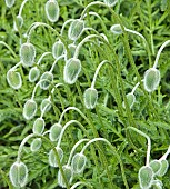 Papaver orientale Oriental Poppy