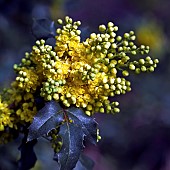Mahonia aquifolium Oregon Grape