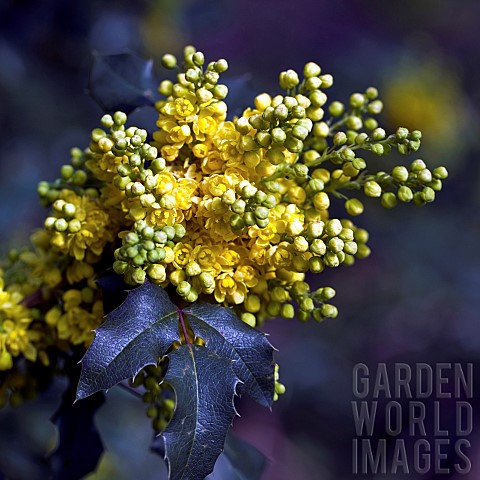 Mahonia_aquifolium_Oregon_Grape