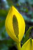 Lysichiton americanus Skunk Cabbage