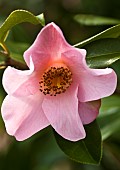 Camellia japonica Berenice Boddy