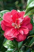 Camellia japonica Adolphe Audusson