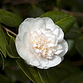 Camellia japonica Nobilissima