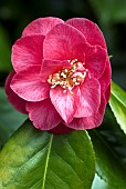 Camellia japonica Apollo